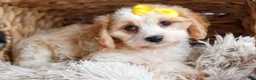 Cavachon dogs for sale: RUBY - Ad 12