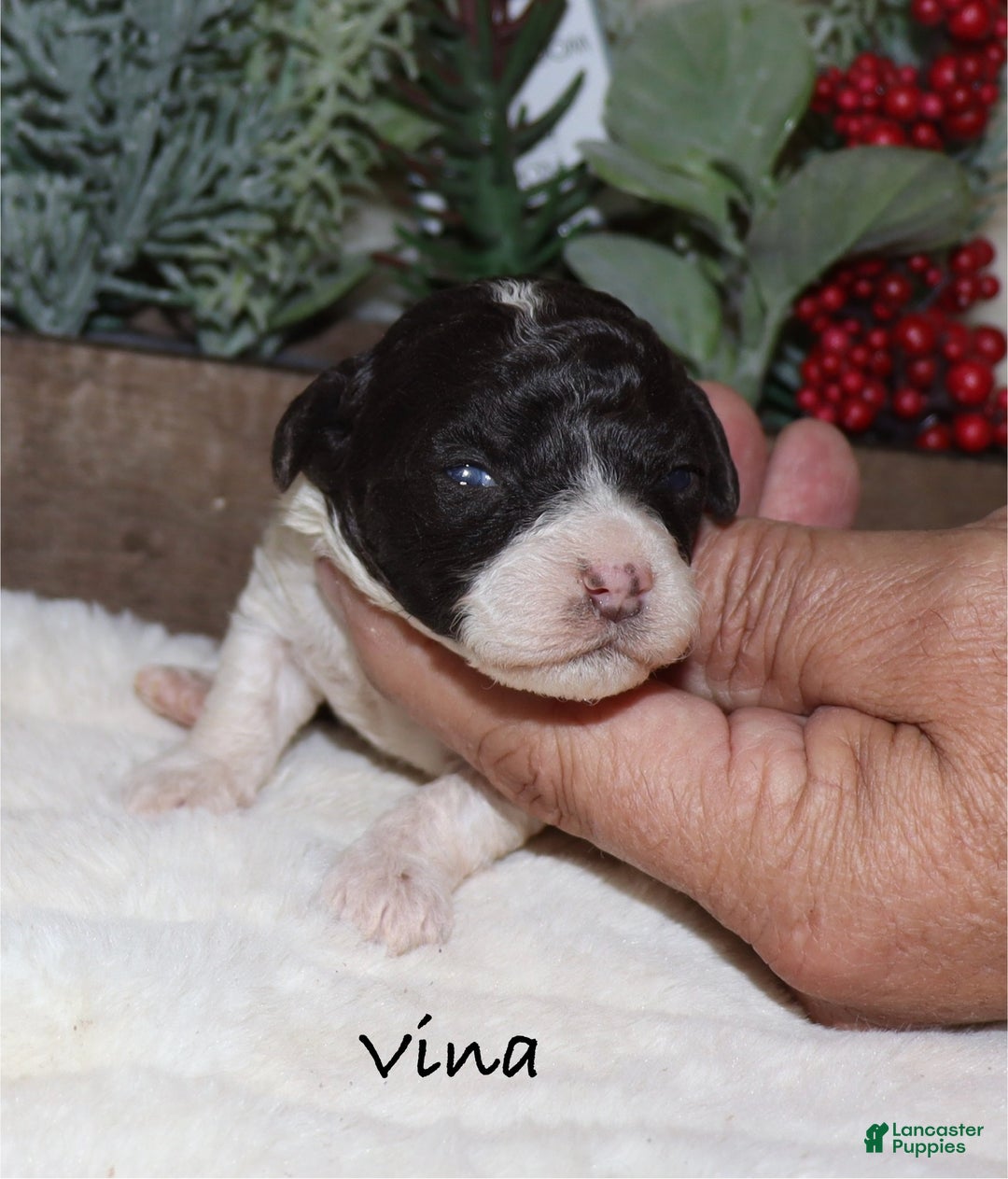 Toy Poodle dogs for sale: Vina - Ad 1