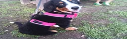 Bernese Mountain Dog dogs for sale: Bernese Mountain Dog 2 - Ad 10