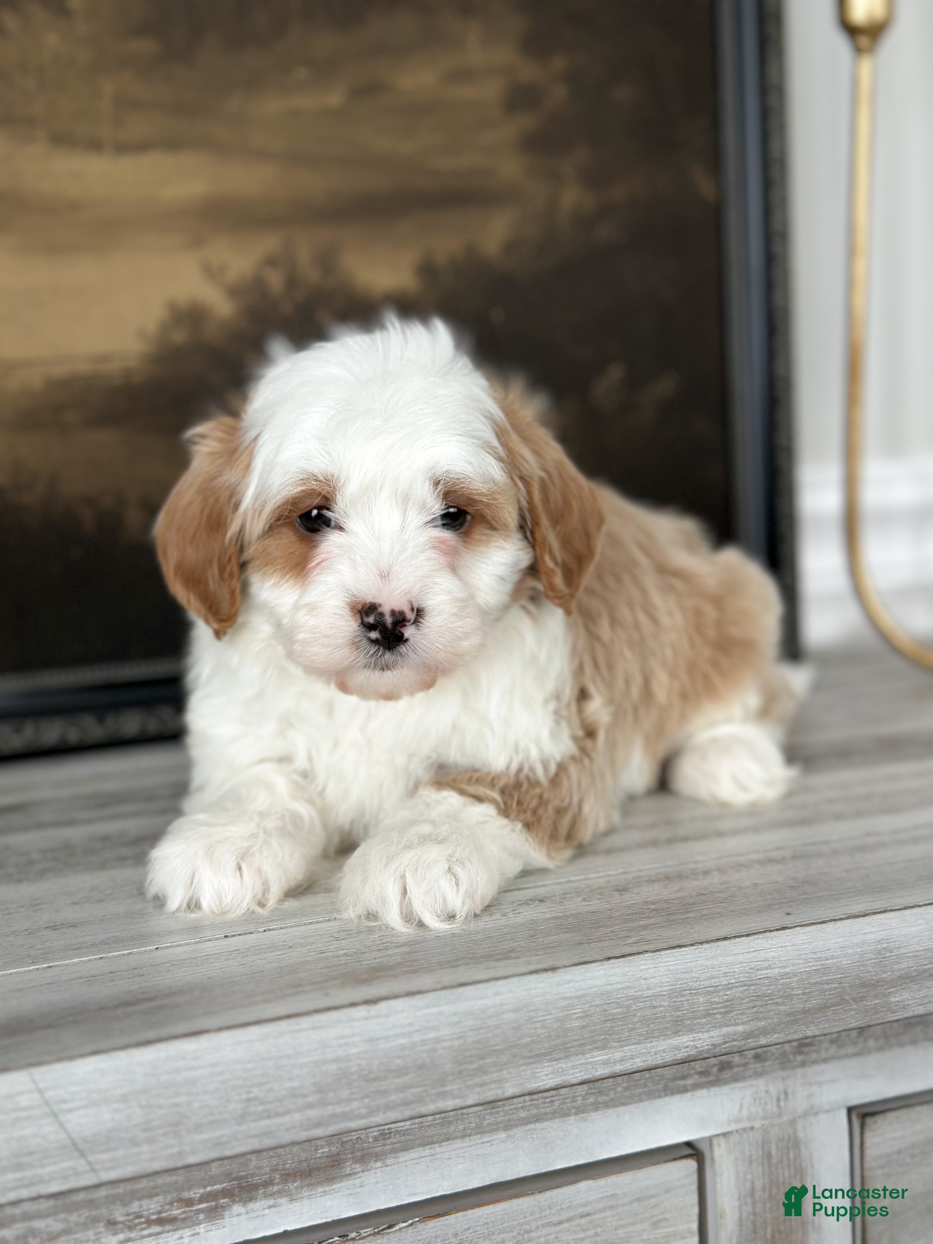 Cavachon dogs Buzz - Ad 24