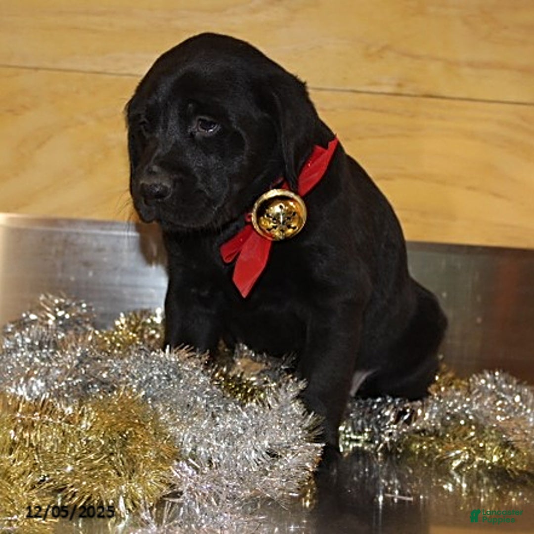 Goldador dogs for sale: Randy - Ad 4