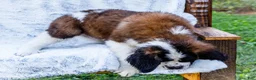 Saint Bernard dogs for sale: Cody - Ad 5