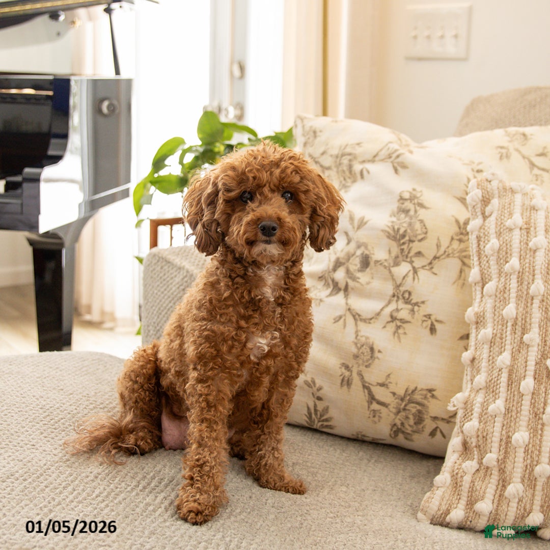 Mini Goldendoodle dogs for sale: Cindy - Ad 4