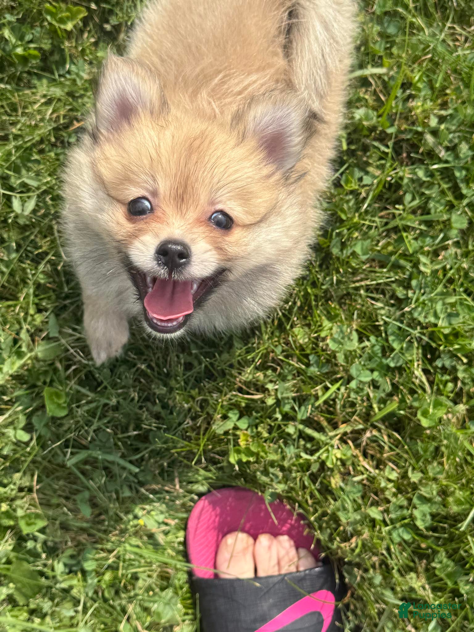 Pomeranian dogs Pomeranian 1 - Ad 1