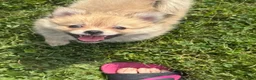 Pomeranian dogs for sale: Pomeranian 1 - Ad 1