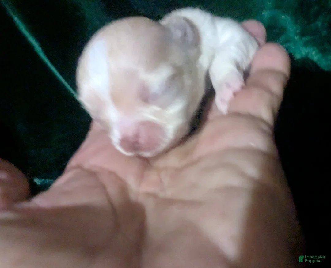 Chihuahua dogs for sale: Cherry LC Female  - Ad 2