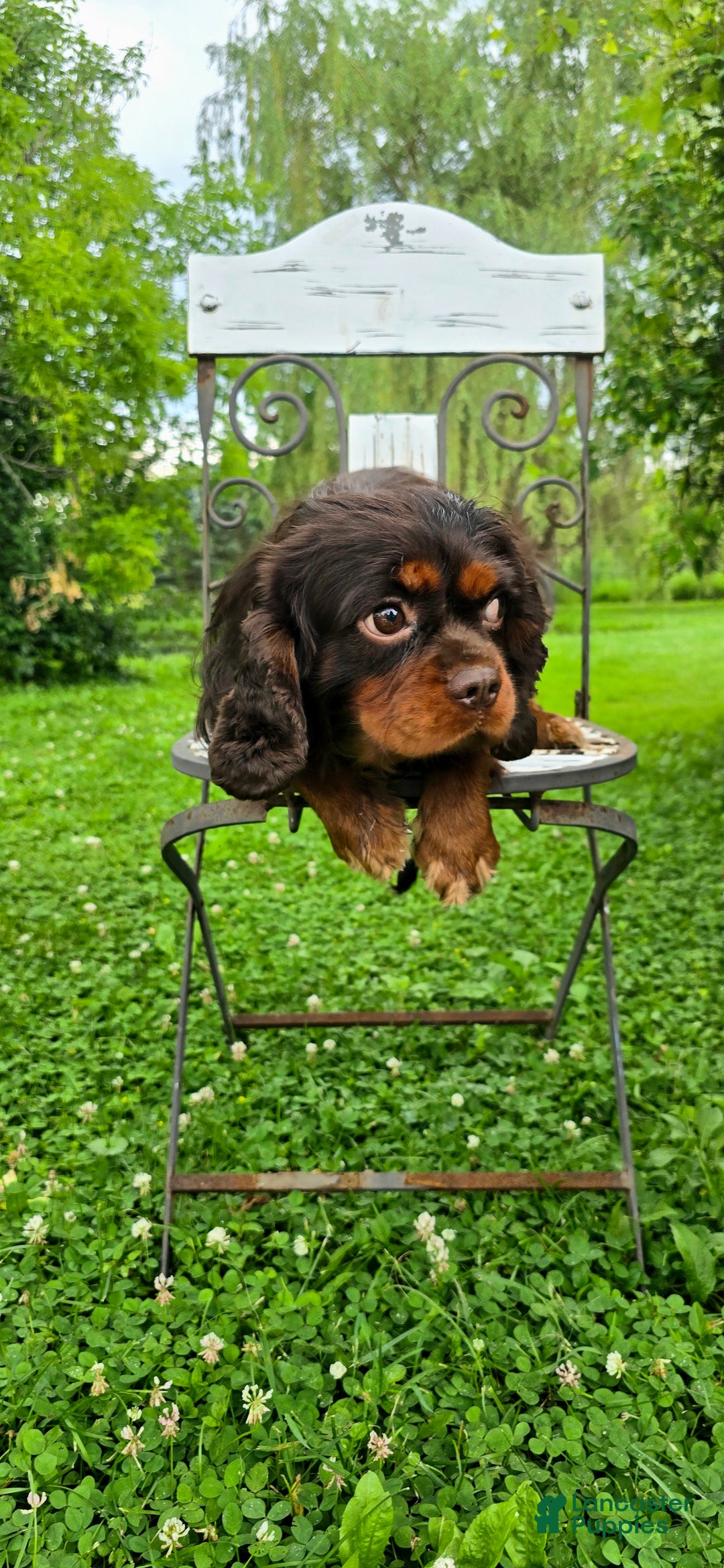 Cavalier King Charles Spaniel dogs for sale: Cavalier King Charles Spaniel Puppy 1 - Ad 1