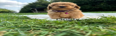 Goldy