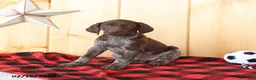 German Shorthaired Pointer dogs for sale: Dorah - Ad 5