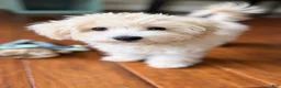 Maltipoo dogs for sale: Toffee - Ad 7