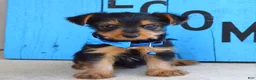 Yorkshire Terrier dogs for sale: Hudson - Ad 3