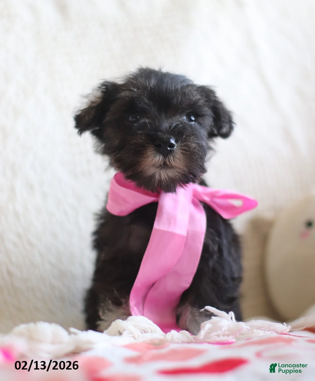 Miniature Schnauzer dogs for sale: Sarah - Ad 1