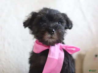 Miniature Schnauzer dogs Sarah - Ad 11