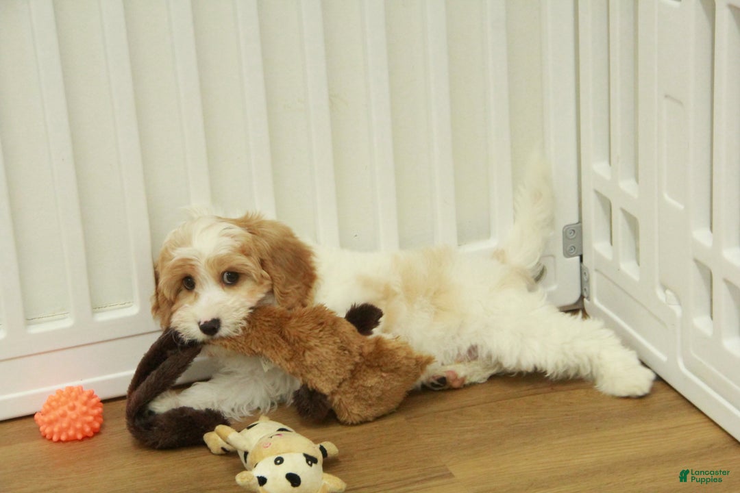 Cavapoo dogs for sale: Mason - Ad 3