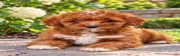 Cavapoo dogs for sale: Arya - Ad 3
