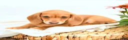 Miniature Dachshund dogs for sale: Gem  - Ad 3