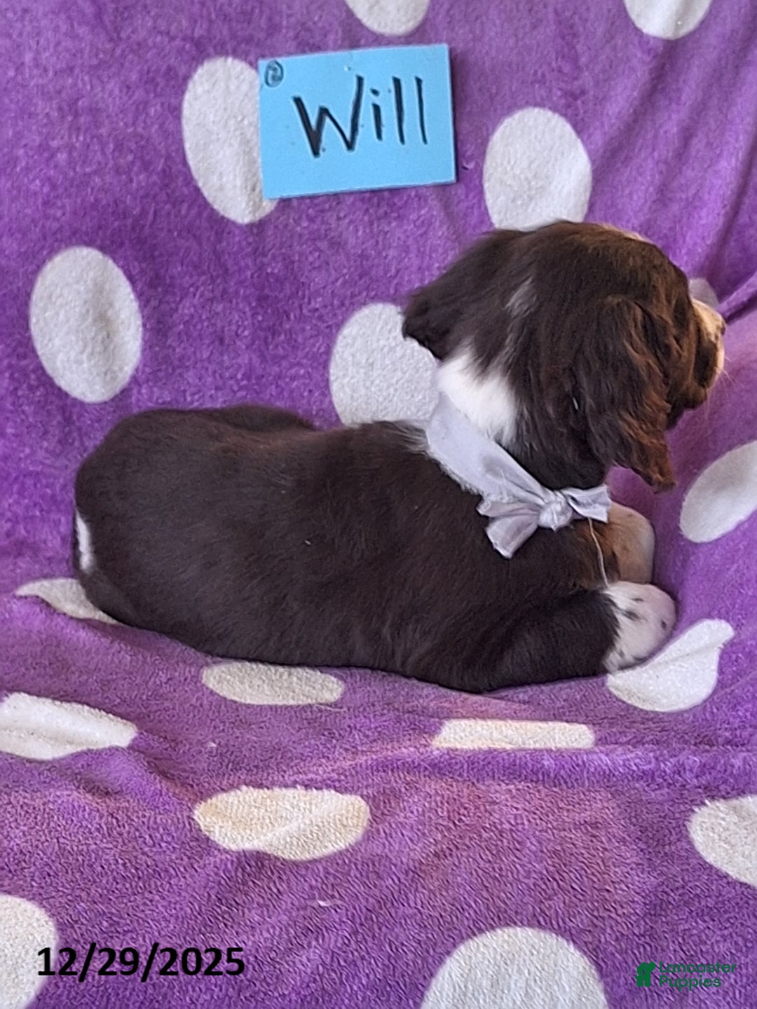 English Springer Spaniel dogs for sale: Will  - Ad 5