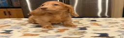 Miniature Dachshund dogs for sale: Ch Bred S.African/russian akc - Ad 9