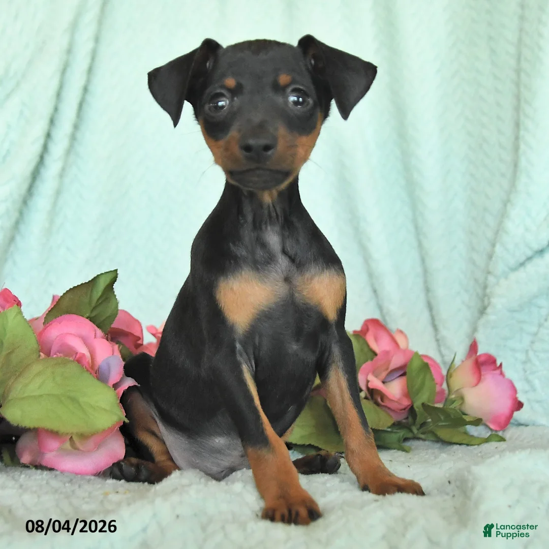 Miniature Pinscher dogs for sale: Niko - Ad 2