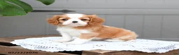 Cavalier King Charles Spaniel dogs for sale: Bailey - Ad 2