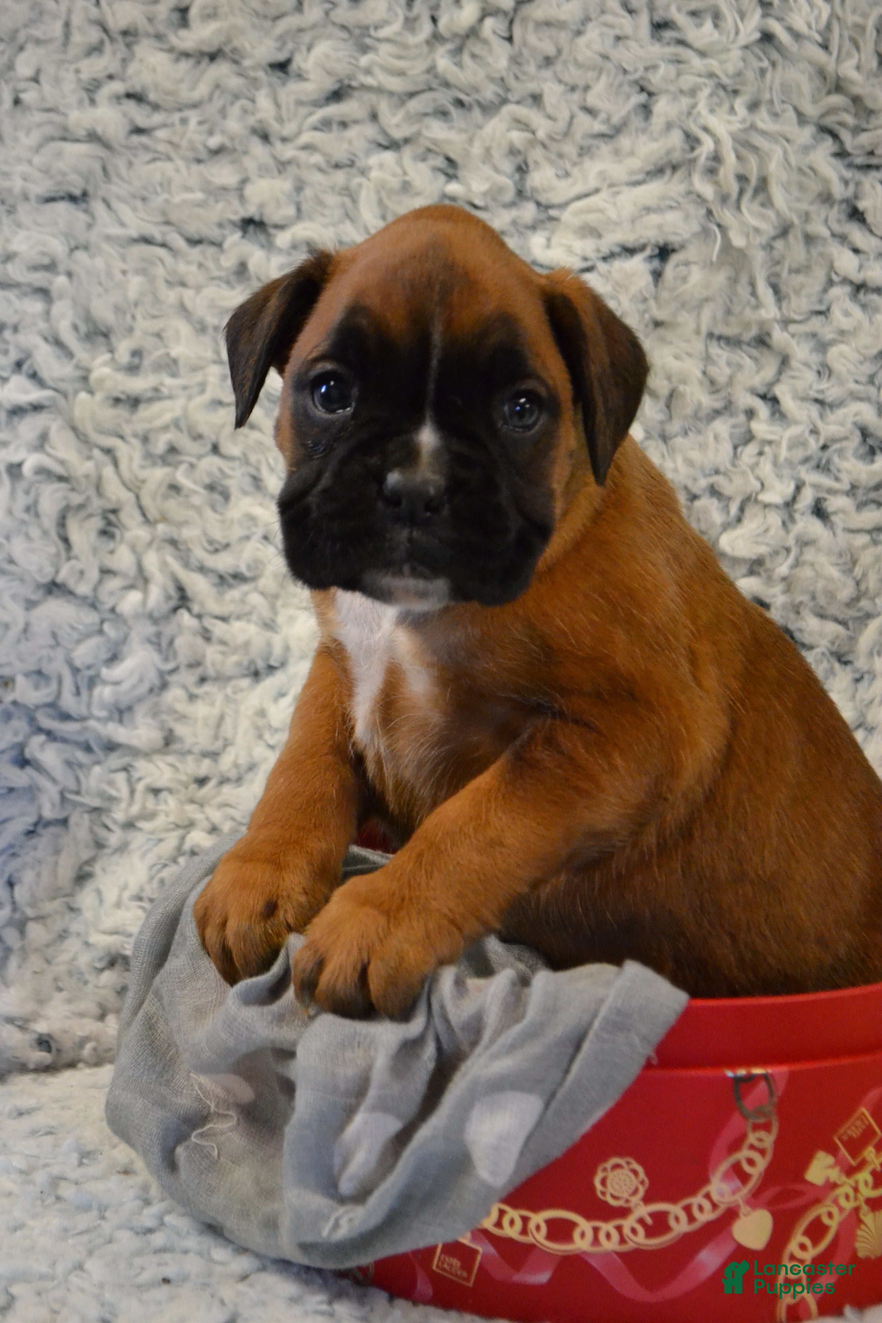 Boxer dogs Reena - Ad 7