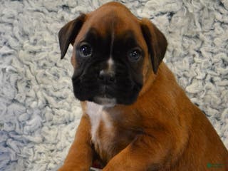 Boxer dogs Reena - Ad 7