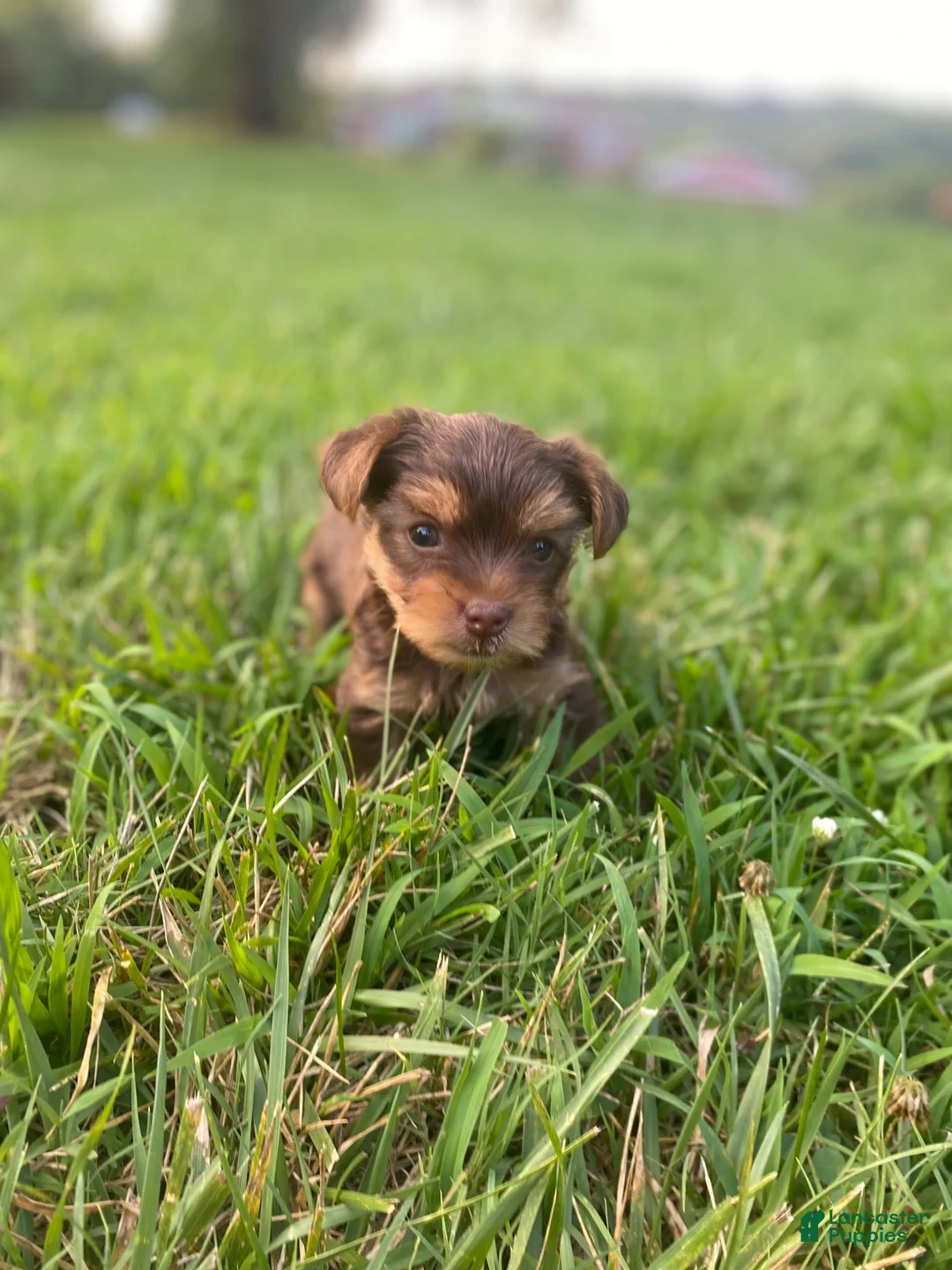 Yorkshire Terrier dogs for sale: Yorkshire Terrier 1 - Ad 1