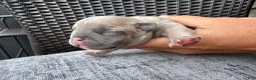 French Bulldog dogs for sale: French Bulldog 1 Male - Ad 4