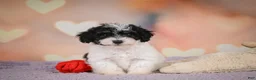 Maltipoo dogs for sale: Archie - Ad 10