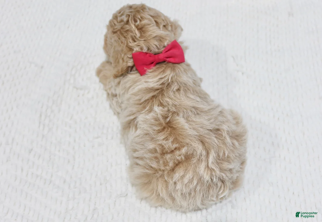 Toy Poodle dogs for sale: Chloe - Ad 1
