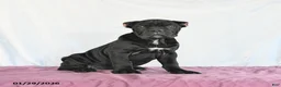 Cane Corso dogs for sale: Marigold - Ad 2