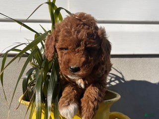 Mini Goldendoodle dogs Merry - Ad 19
