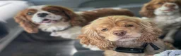 Mixed Breed dogs for sale: Little Bear - Ad 8