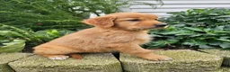 Golden Retriever dogs for sale: Jackie - Ad 2