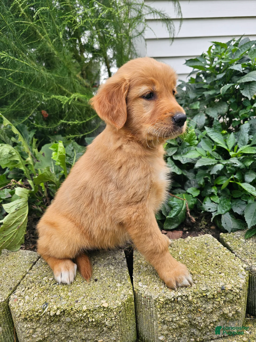 Golden Retriever dogs for sale: Jackie - Ad 2