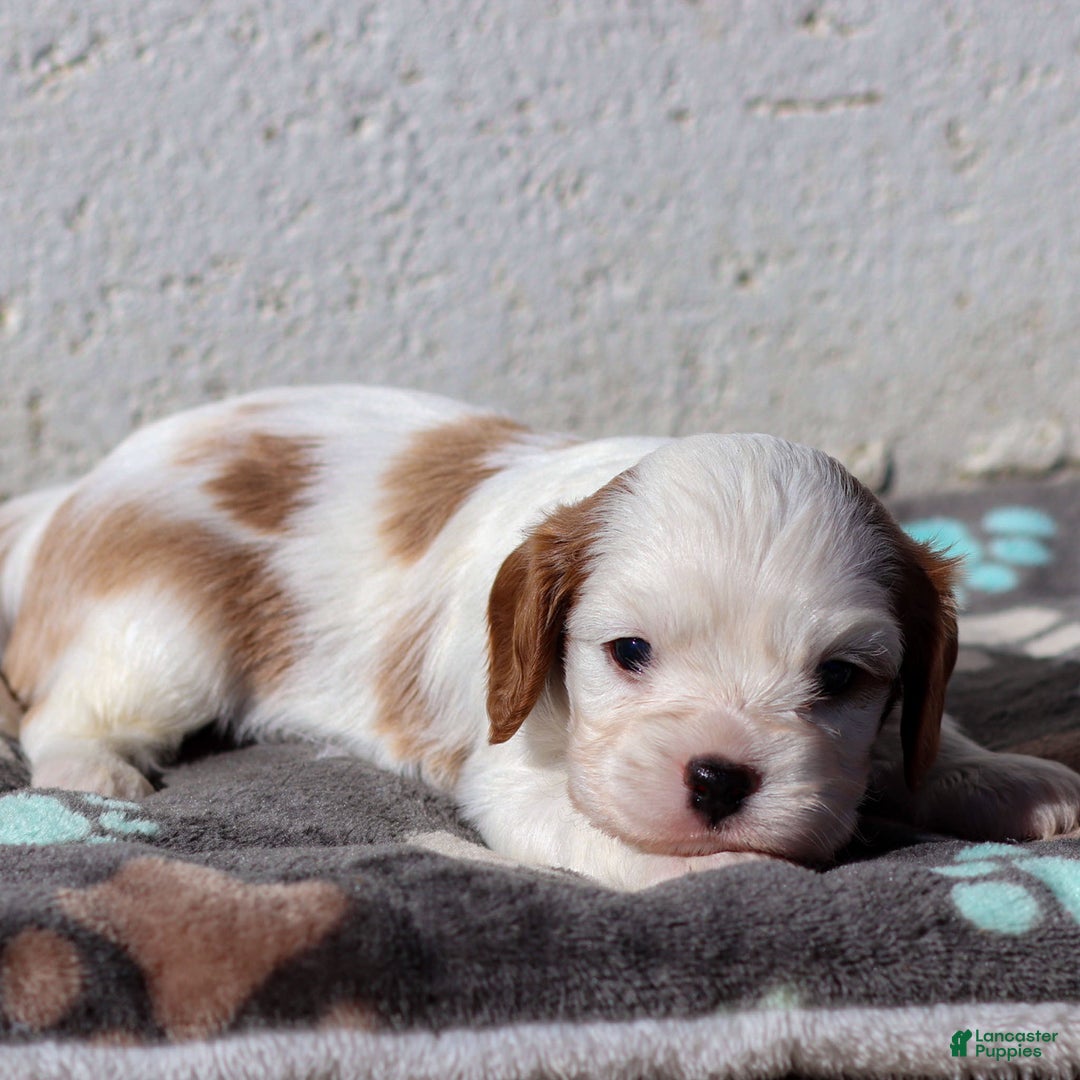 Cavalier King Charles Spaniel dogs for sale: Max - Ad 6