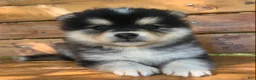 Alaskan Klee Kai dogs for sale: Little Darling~~Chloe!!! - Ad 6