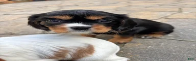 Cavalier King Charles Spaniel Puppy 2