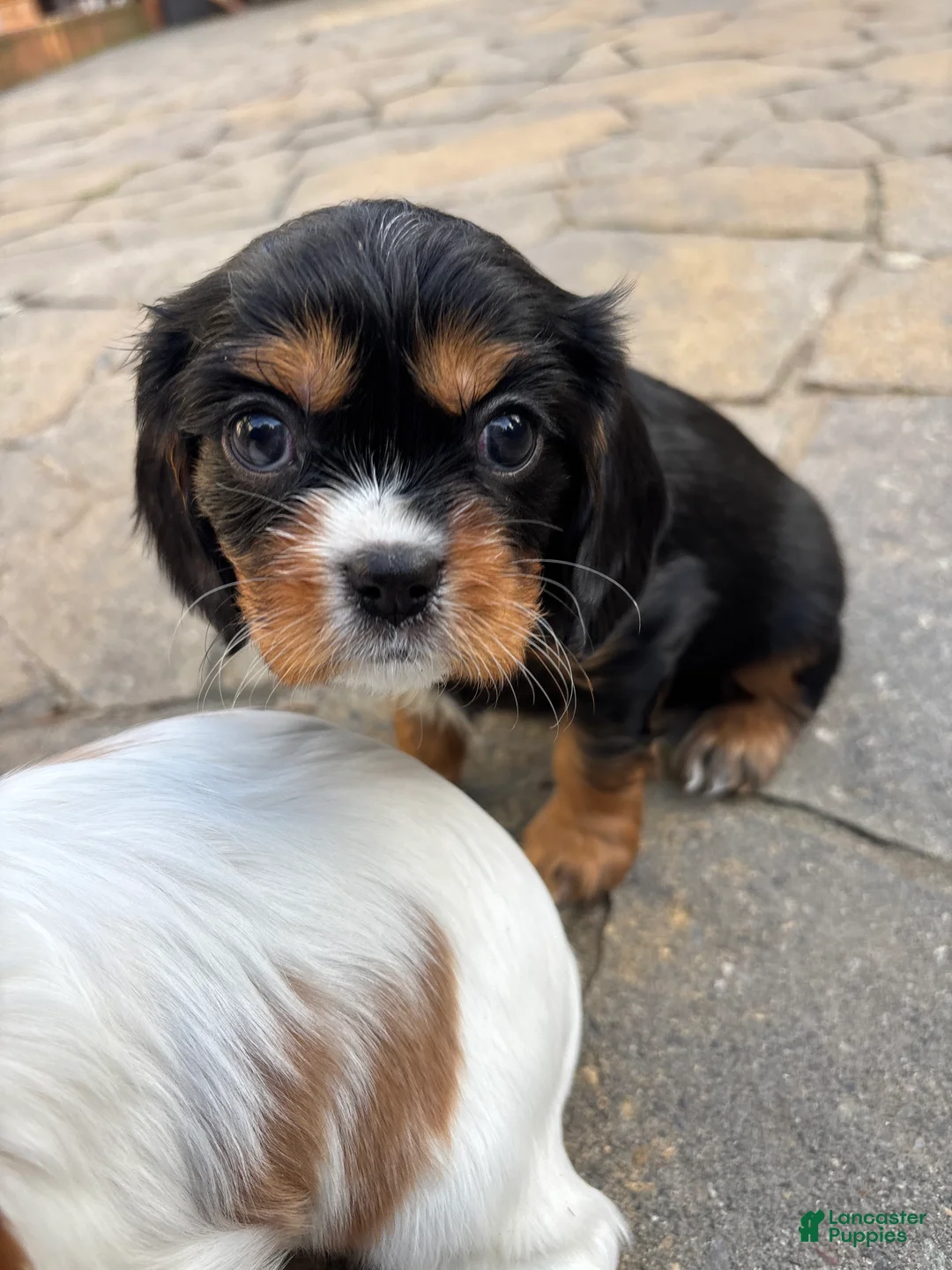 Cavalier King Charles Spaniel dogs for sale: Cavalier King Charles Spaniel Puppy 2 - Ad 1