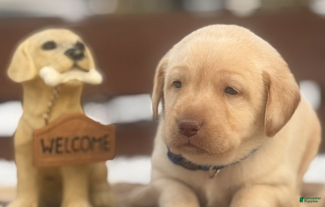 Labrador Retriever dogs for sale: Labrador Retriever Puppy 1 - Ad 16