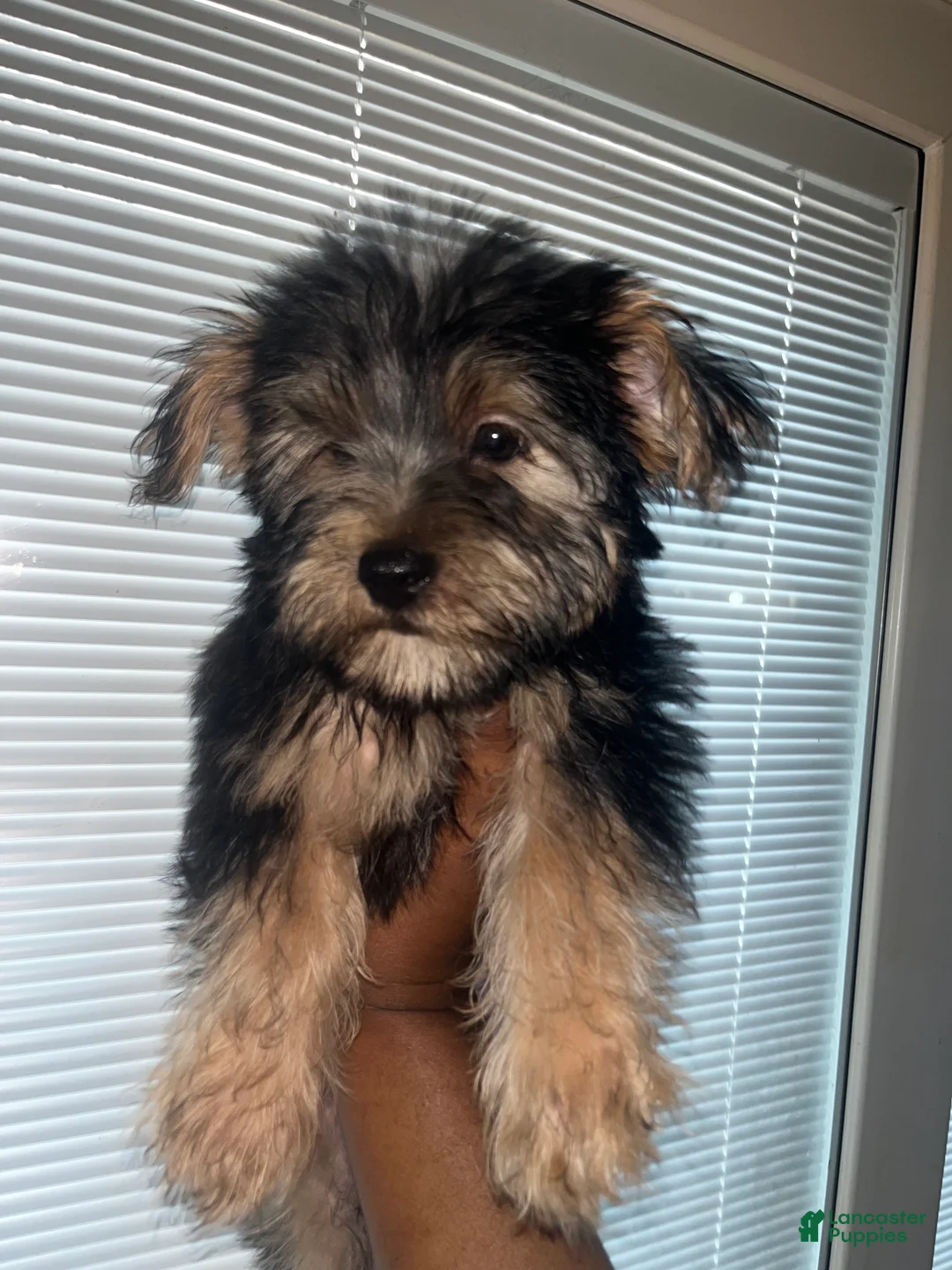Yorkshire Terrier dogs for sale: Slinky  - Ad 2