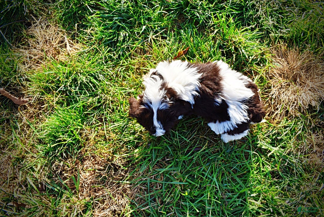 Havapoo dogs for sale: Presley - Ad 6