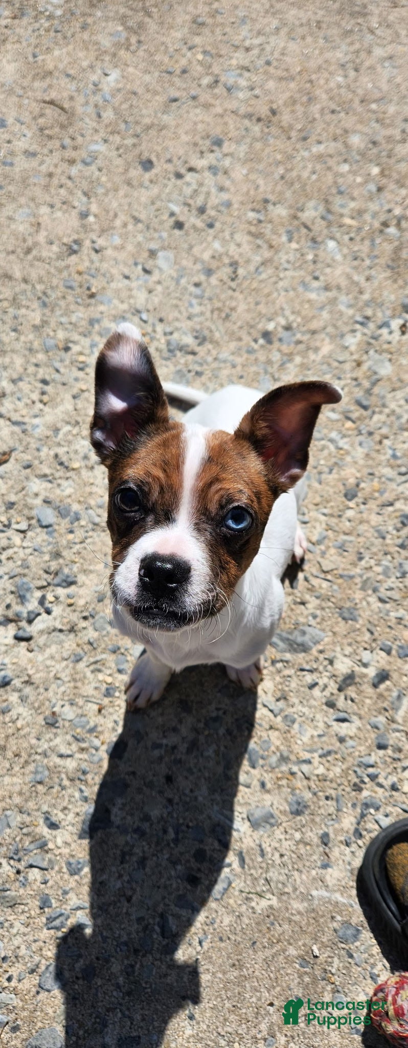 Mixed Breed dogs Mixed Breed Puppy 1 - Ad 2