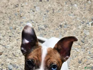 Mixed Breed dogs Mixed Breed Puppy 1 - Ad 2