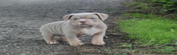 American Bully dogs for sale: Hulk - Ad 3