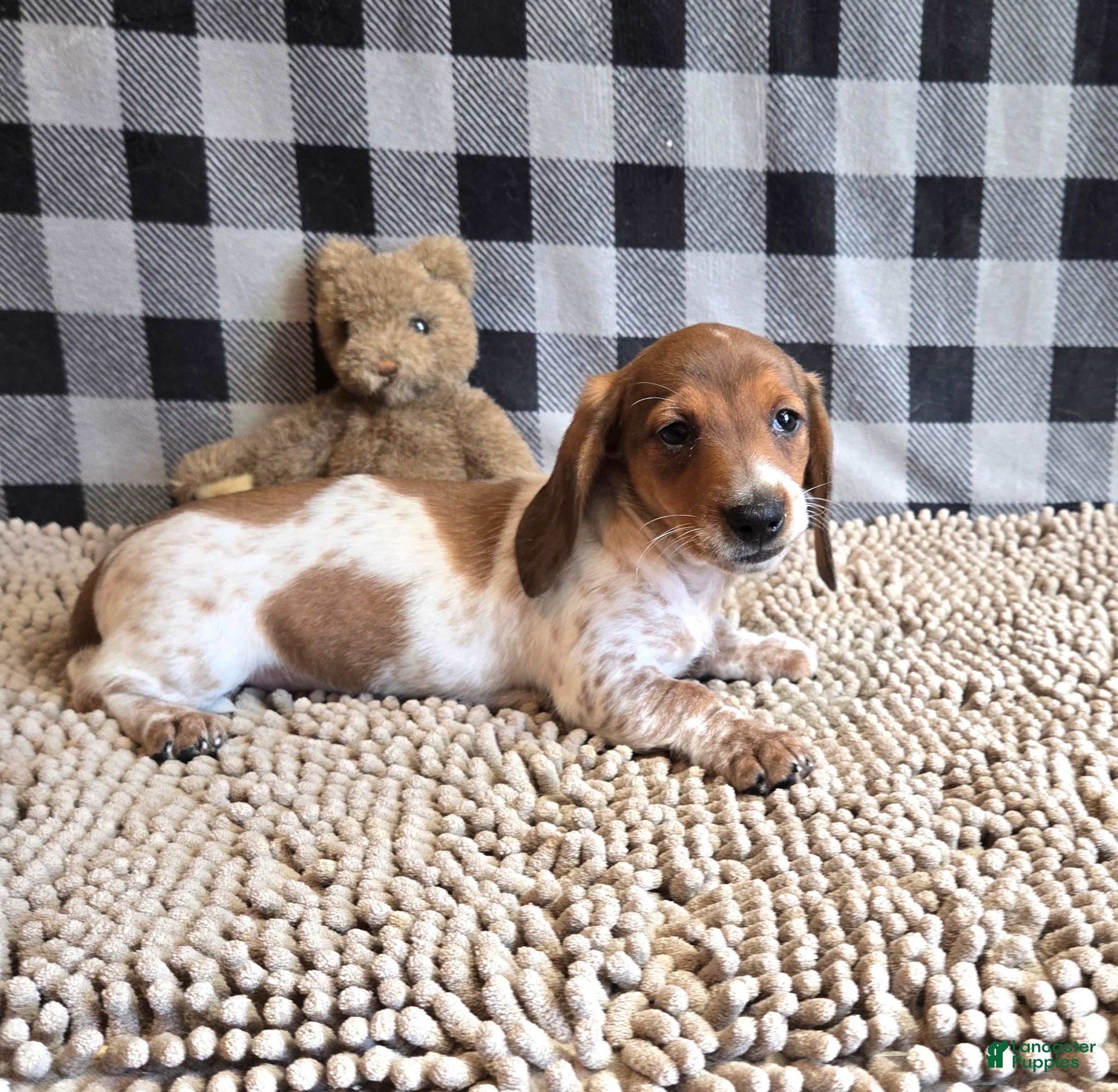 Miniature Dachshund dogs Kenny - Ad 1