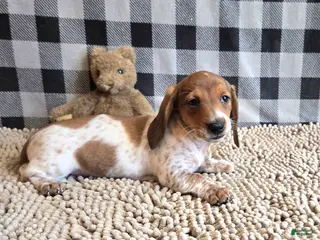 Miniature Dachshund dogs for sale: Kenny - Ad 3