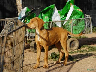 Mixed Breed dogs Creamsicle M RT - Ad 5