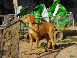 Mixed Breed dogs Creamsicle M RT - Ad 30