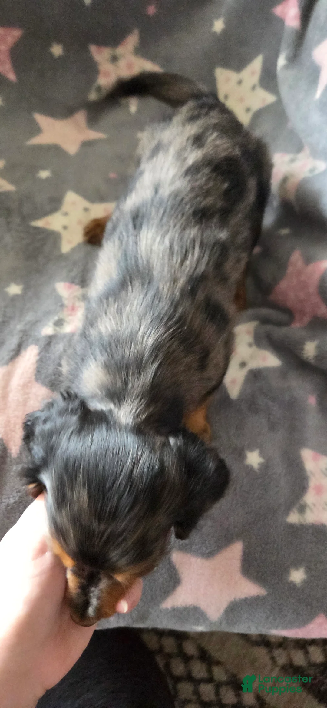 Miniature Dachshund dogs for sale: Hunter - Ad 3
